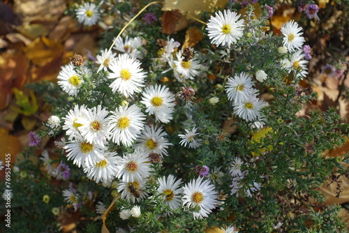 Closeup of white flowers of heath aster in mid October photo