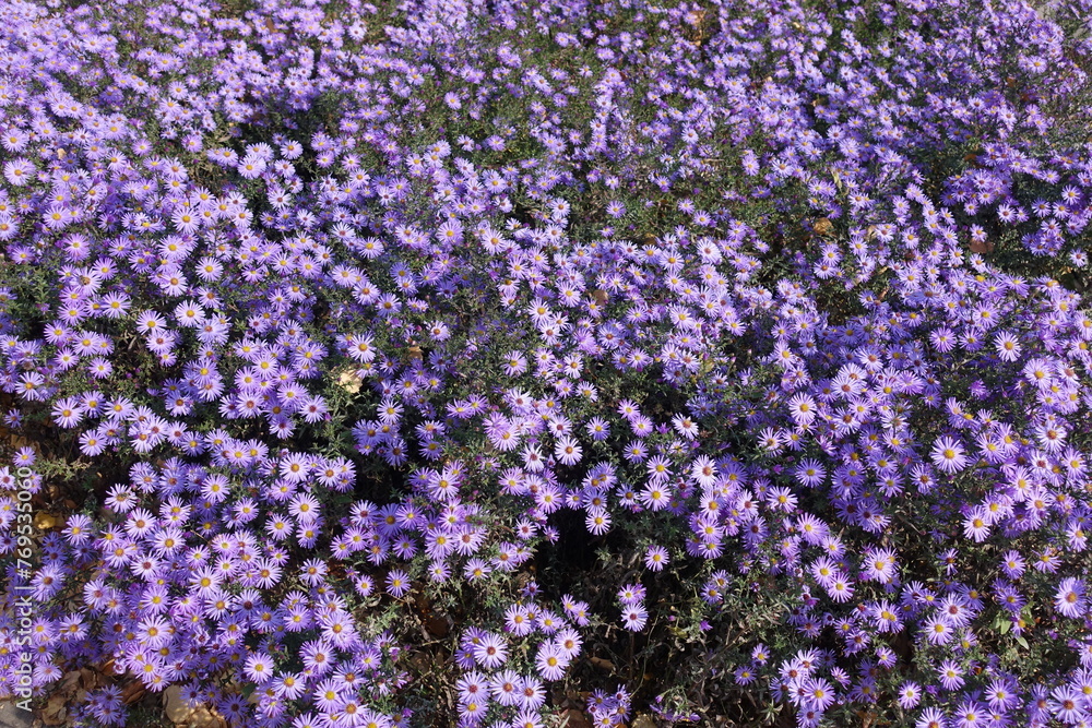 Background - numerous violet flowers of Michaelmas daisies in October