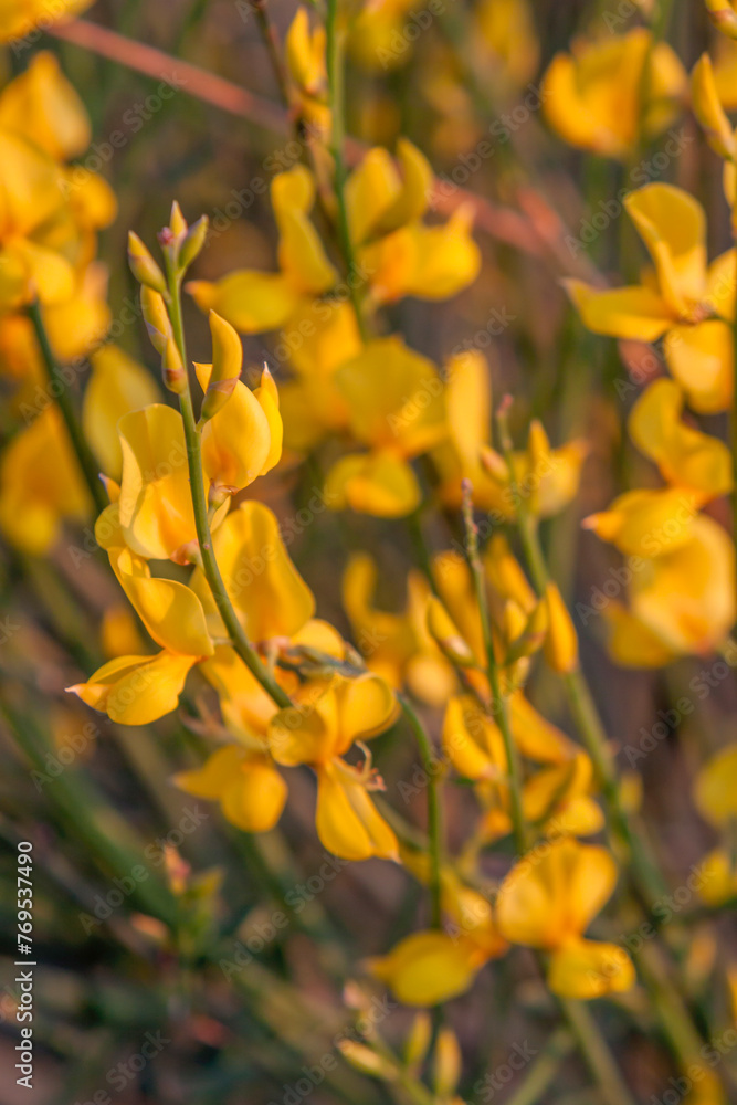 Obraz premium Gewöhnlicher Besenginster (Cytisus scoparius)