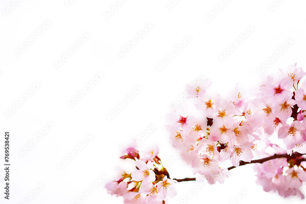 春の満開の桜　やわらかな色合いのピンク