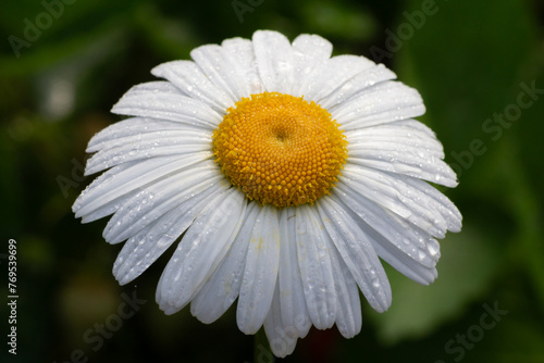 Bud of a chamomile flower with the blurred background.