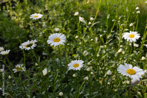 Flowers of chamomile in the sunny day.