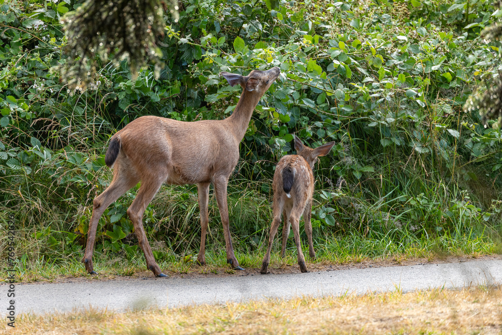 Momma deer spotted in Ecola State Park in Oregon Coast, early in the morning, walking with her baby Momma deer spotted in Ecola State Park in Oregon Coast, early in the morning, walking with her baby