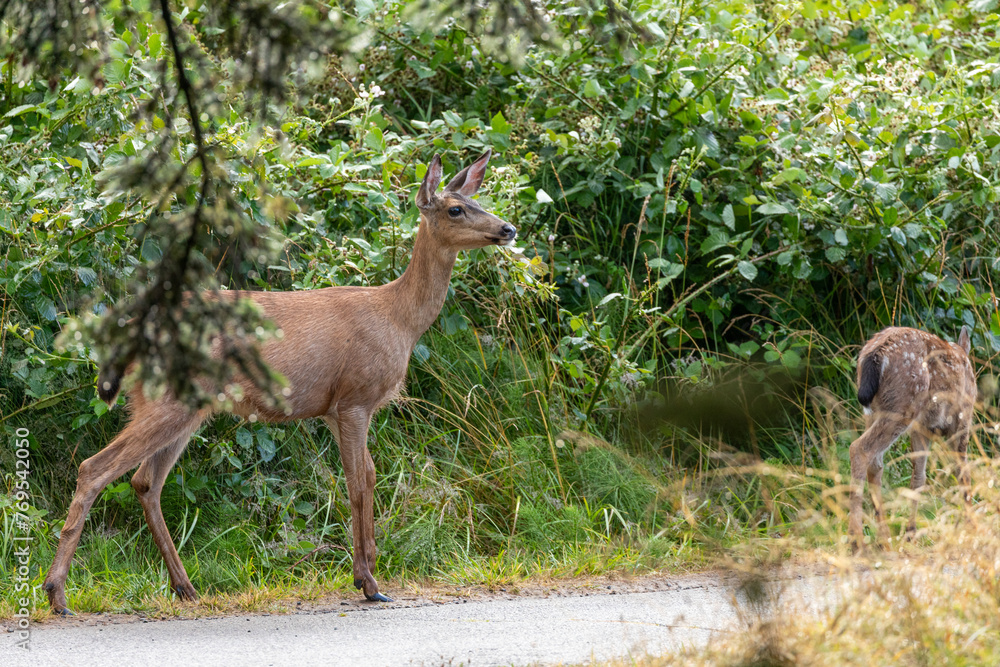 Momma deer spotted in Ecola State Park in Oregon Coast, early in the morning, walking with her baby Momma deer spotted in Ecola State Park in Oregon Coast, early in the morning, walking with her baby