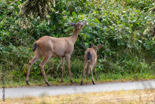 Momma deer spotted in Ecola State Park in Oregon Coast  early in the morning  walking with her baby 