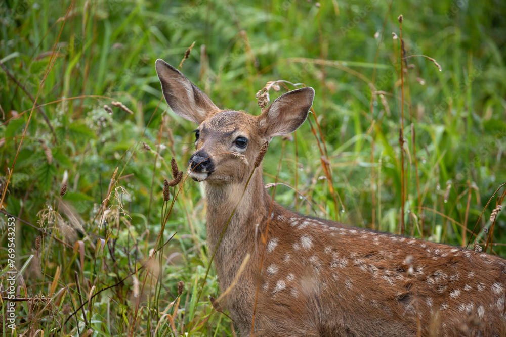 Baby deer with white dots spotted in Ecola State Park in Oregon Coast, early in the morning Baby deer with white dots spotted in Ecola State Park in Oregon Coast, early in the morning