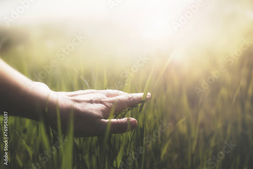 hand gently touches the fresh new grass in a field