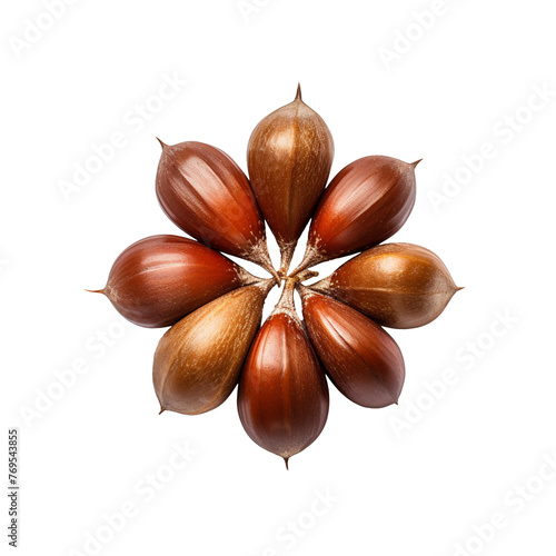 Chestnut Seed isolated on transparent background