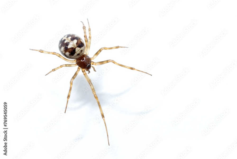 Obraz premium Steatoda grossa, false Black Widow, Triangulate cobweb spider, Steatoda triangulosa, studio shot on white background, isolated,copy space