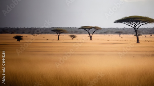 Nature landscape and African wilderness, acacia tree. Typical African landscape. national park at sunrise time. Big solitary umbrella acacia tree on background