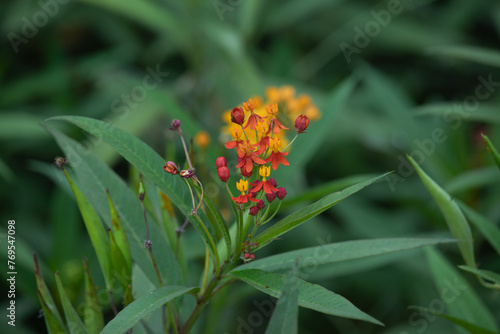 Asclepias curassavica. Flower in an outdoor park in Peru during a sunny day photo