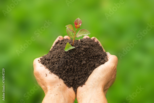Young seedling is holding in farmer's hands, ecology and nature