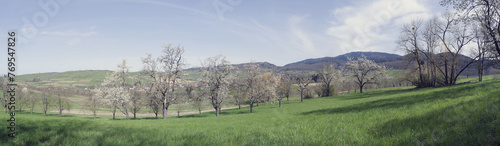 Cherry trees in full bloom in the Eggener valley between Kandern and Obereggenen in the Margrave country. Flowering orchards and green meadows at the foot of the Blauen in the Black Forest
 photo