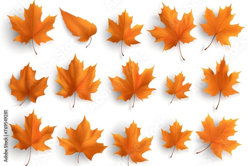 Set of autumn orange maple leaves on a white background.  photo