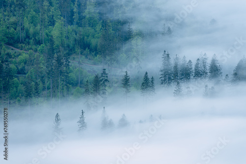 Misty mysterious forest in fog