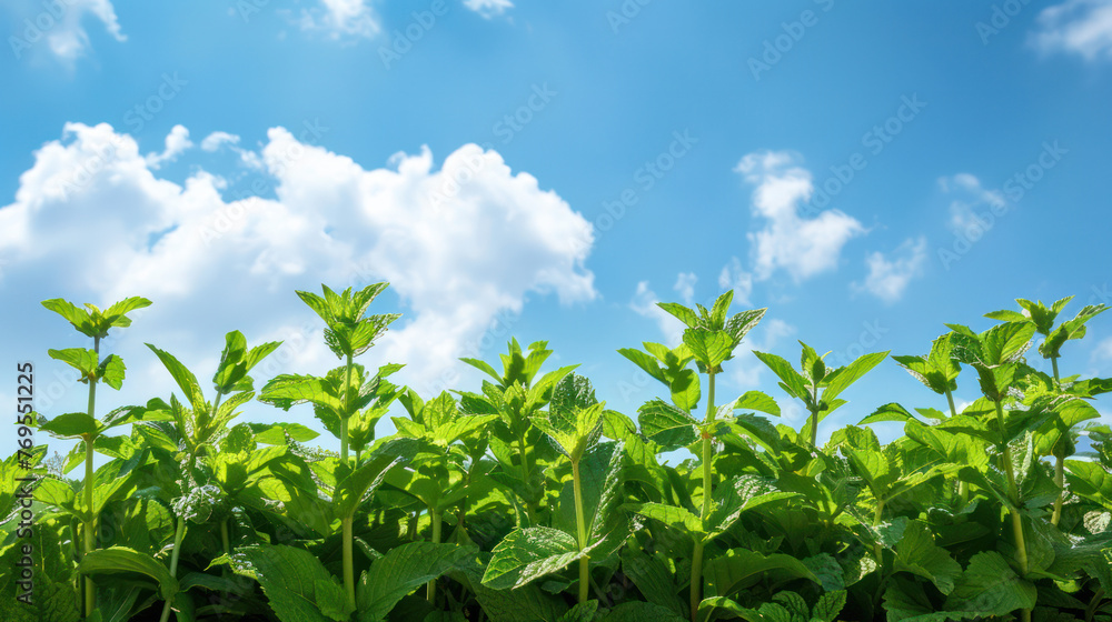 Lush Green Field With Blue Sky Background Lush Green Field With Blue Sky Background