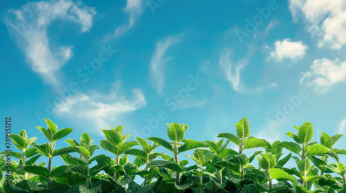 Green Plants in Field Under Blue Sky photo