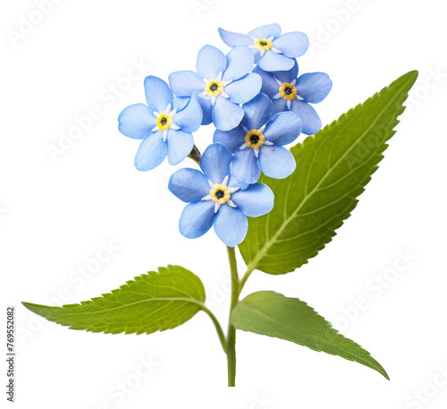 forget me not flower isolated on transparent background © Mr.Tom-PNG