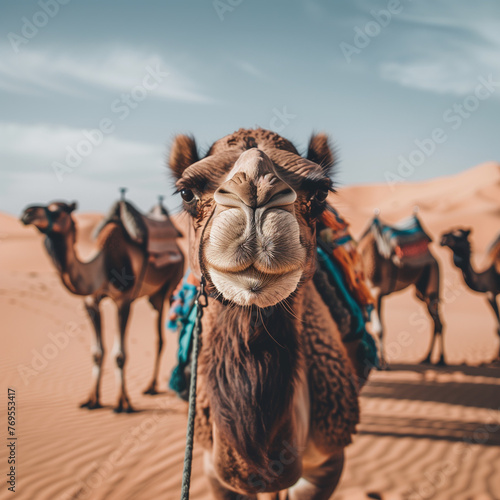 Close-Up of a Camel on a Desert Safari Adventure