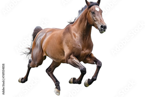 Brown Horse Galloping on Hind Legs