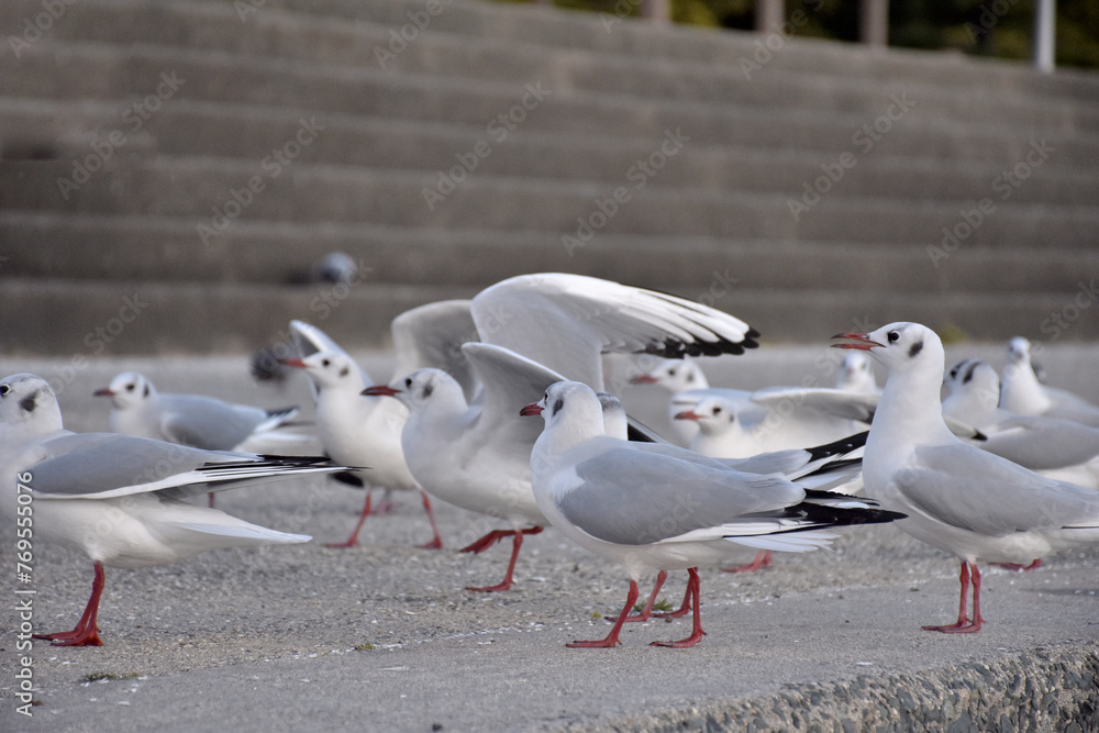 Obraz premium ユリカモメの軍団