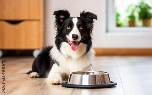 Border Collie sitting next to a bowl full of nutritious dog food