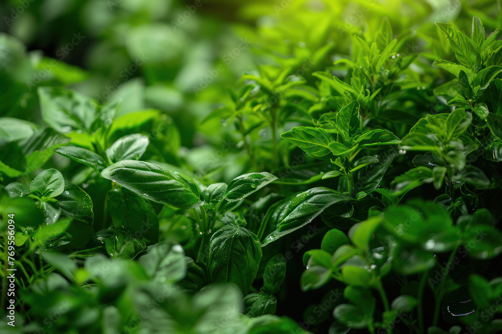 Close Up of Lush Green Leaves on a Bush Close Up of Lush Green Leaves on a Bush