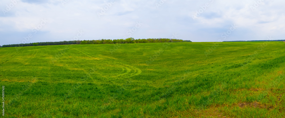 Fototapeta premium green rural field at the calm spring day, seasonal agricultural landscape