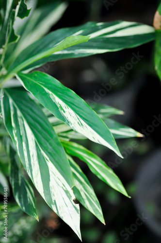 Alpinia galanga or SynonymA sanderae, Variegated Shell Ginger or ZINGIBERACEAE or Alpinia sandrerae photo