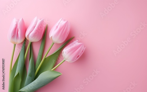 pink tulips against a pink background