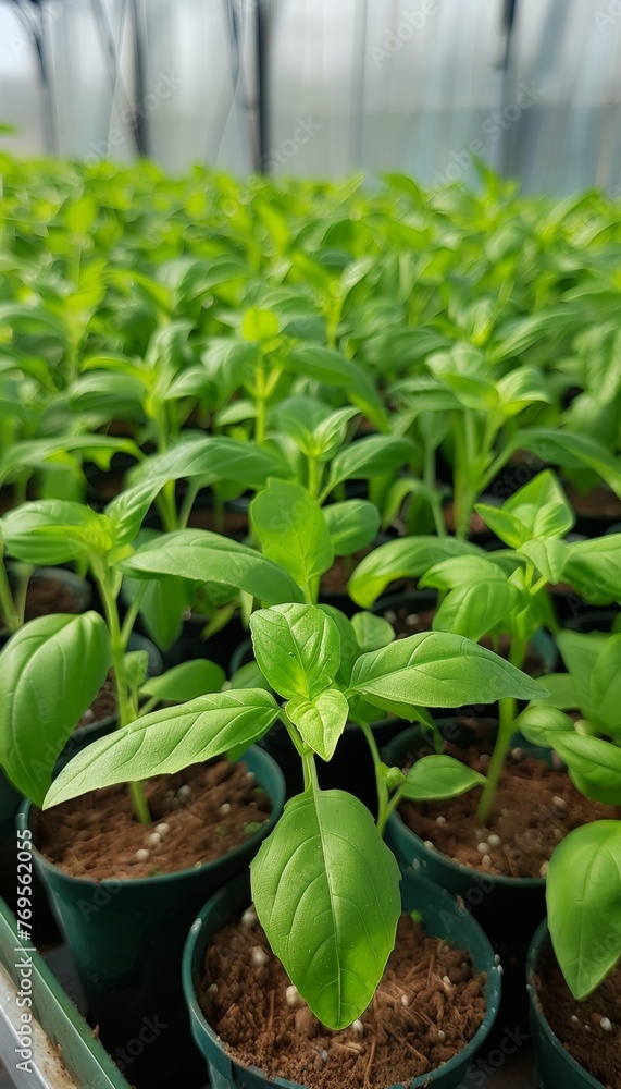Healthy basil plants thriving in greenhouse with lush, aromatic leaves, ideal for harvesting Healthy basil plants thriving in greenhouse with lush, aromatic leaves, ideal for harvesting