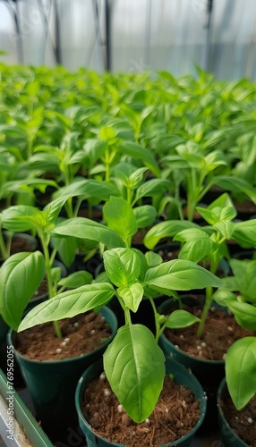 Healthy basil plants thriving in greenhouse with lush, aromatic leaves, ideal for harvesting