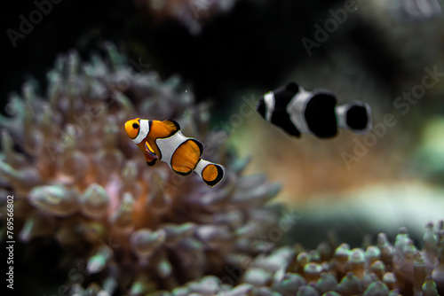 Nemo fish in an aquarium with corals