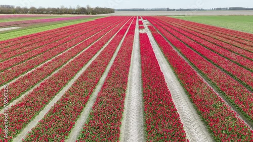 endless fields with red tulips video. flees backwards and ever higher