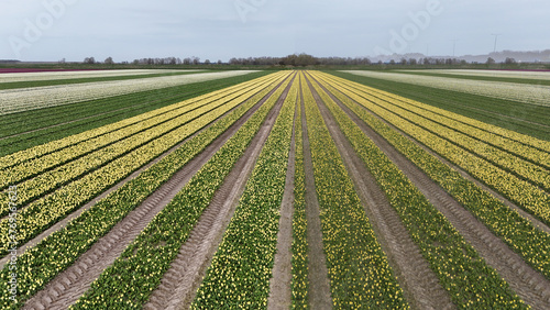 yellow tulip fields in spring in the netherlands dronehoto
