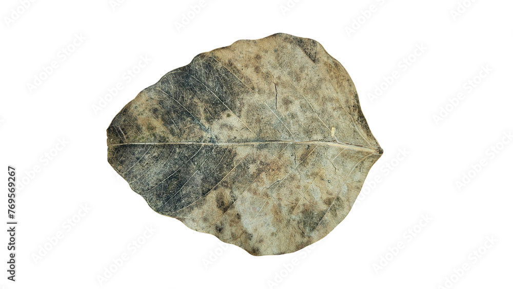 Dried leaf on transparent background Dried leaf on transparent background