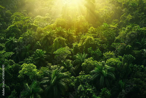 Aerial view of a tropical rainforest during sunrise