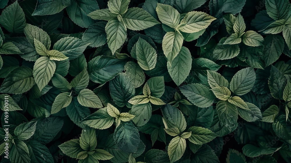 A top view of fresh green leaves tightly packed together, creating a nature-themed background texture. - obrazy, fototapety, plakaty 