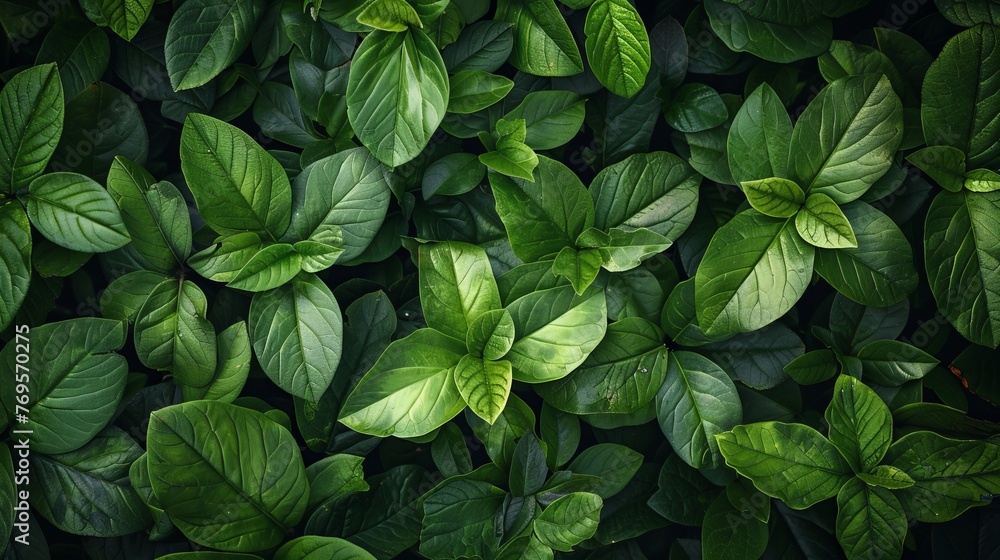 A top view of fresh green leaves tightly packed together, creating a nature-themed background texture. A top view of fresh green leaves tightly packed together, creating a nature-themed background texture.