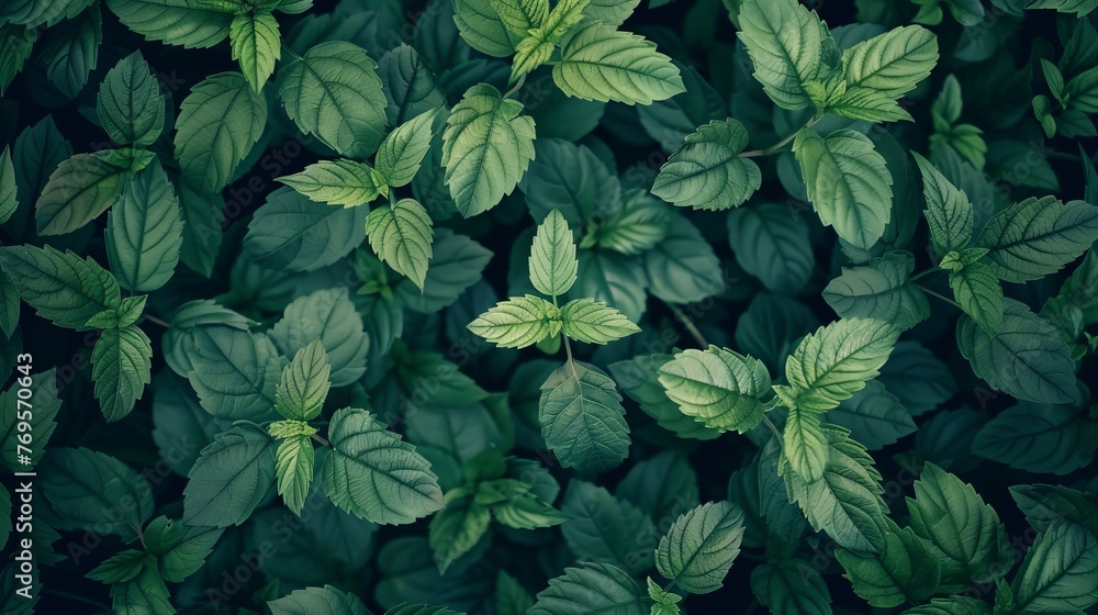 A top view of fresh green leaves tightly packed together, creating a nature-themed background texture. - obrazy, fototapety, plakaty 