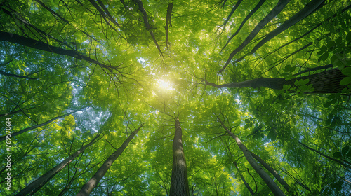 Vertically looking up to trees in a forrest. Green nature. AI Generated