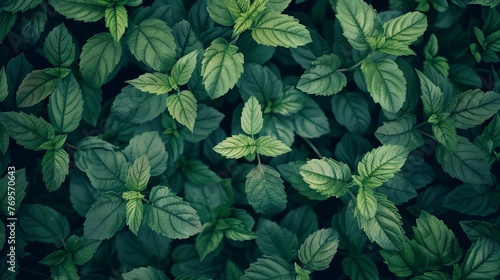 A top view of fresh green leaves tightly packed together, creating a nature-themed background texture. © Zero Zero One