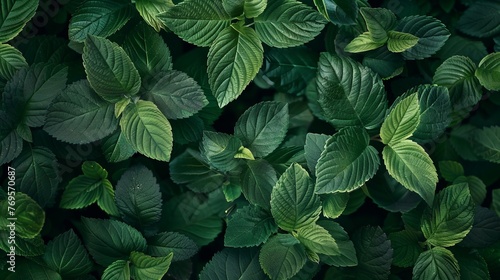 A top view of fresh green leaves tightly packed together, creating a nature-themed background texture.