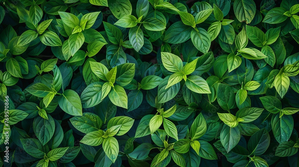 A top view of fresh green leaves tightly packed together, creating a nature-themed background texture. A top view of fresh green leaves tightly packed together, creating a nature-themed background texture.