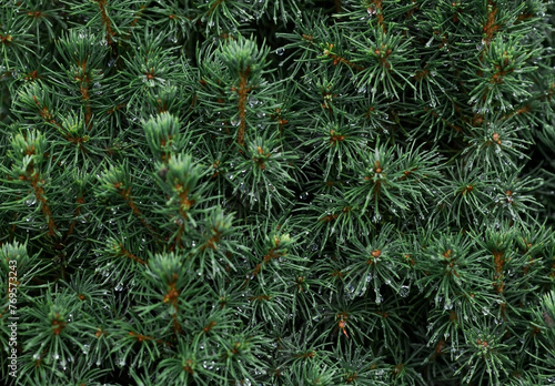 Natural freshness. The texture of a plant with raindrops. Natural green natural background. A coniferous tree species. Summer rain.