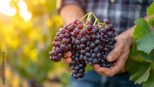 Harvesting ripe red grapes from vineyard. Fresh grape clusters held by farmers hands in sunny autumn winery. Concept of winemaking, viticulture, and grape production.