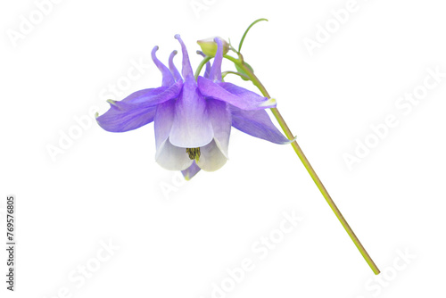 Aquilegia purple flower closeup isolated transparent png. Aquilegia vulgaris or granny bonnet or european columbine plant photo