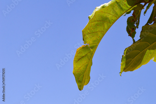 fruit tree leaves against blue sky