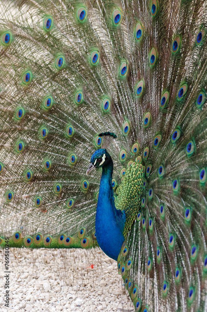 Obraz premium Paon bleu faisant la roue