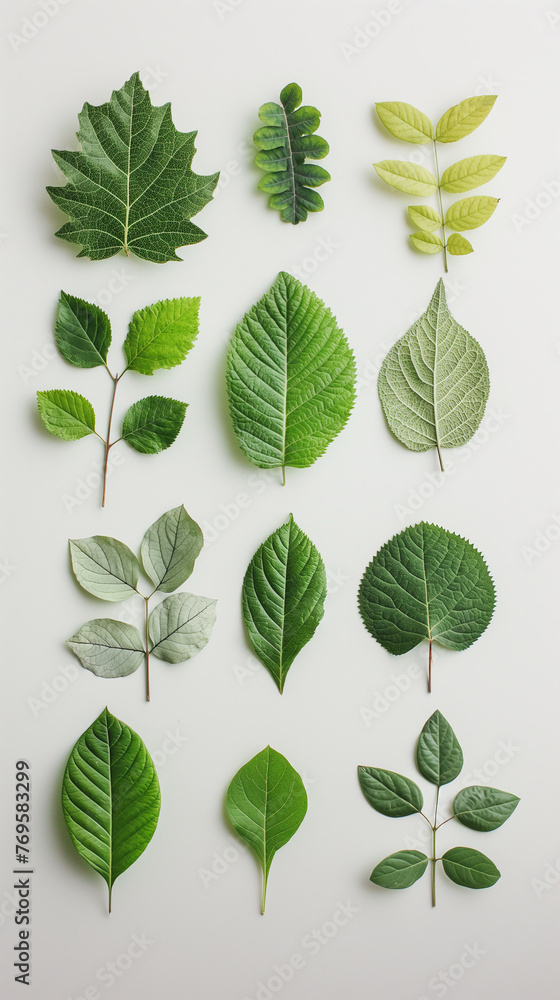 A variety of green leaves of different shapes and sizes are arranged on a white background